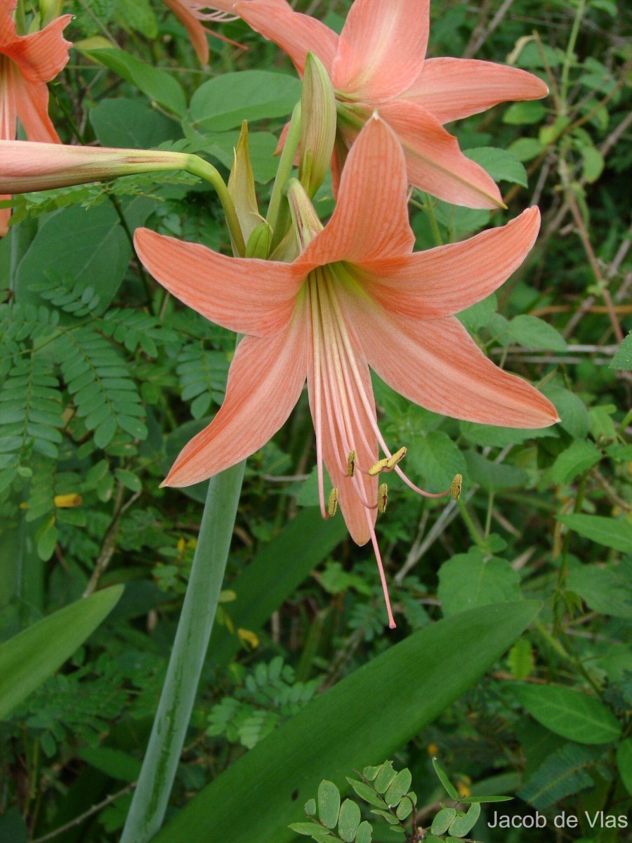 Hippeastrum puniceum (Lam.) Voss